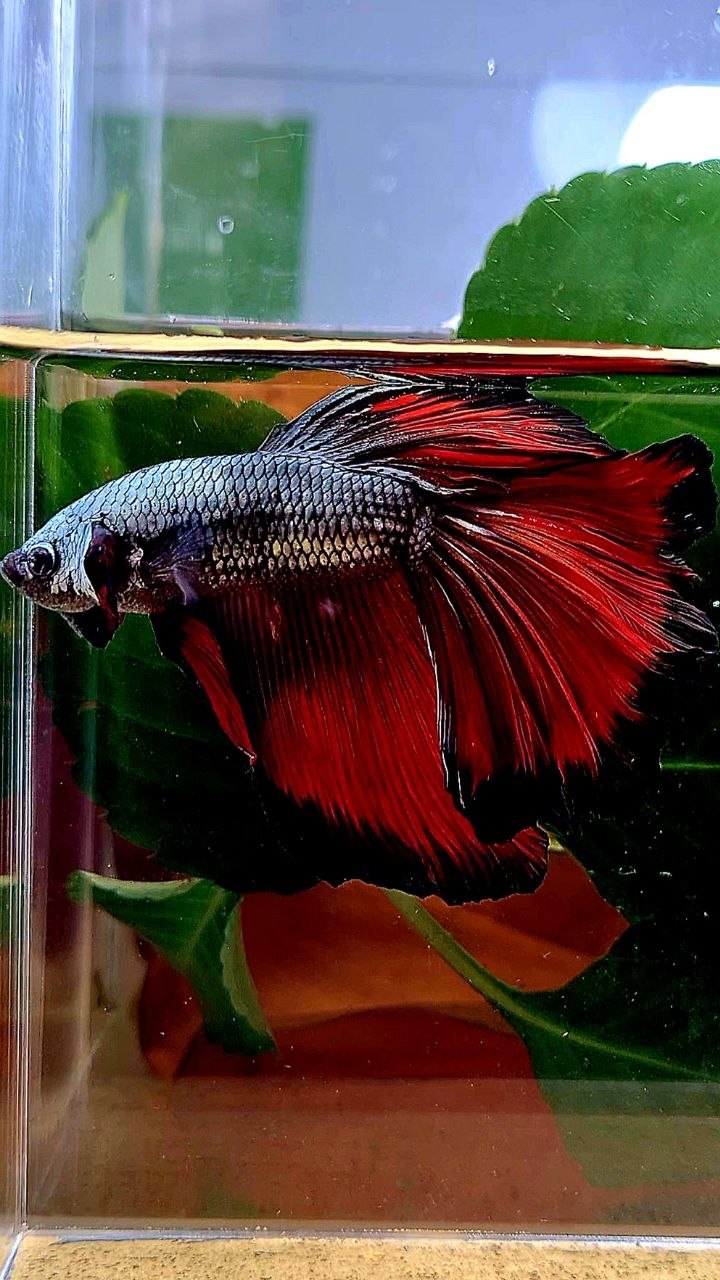 HALFMOON COPPER RED VAMPIRE BETTA FISH