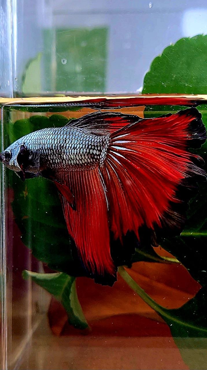 HALFMOON COPPER RED VAMPIRE BETTA FISH