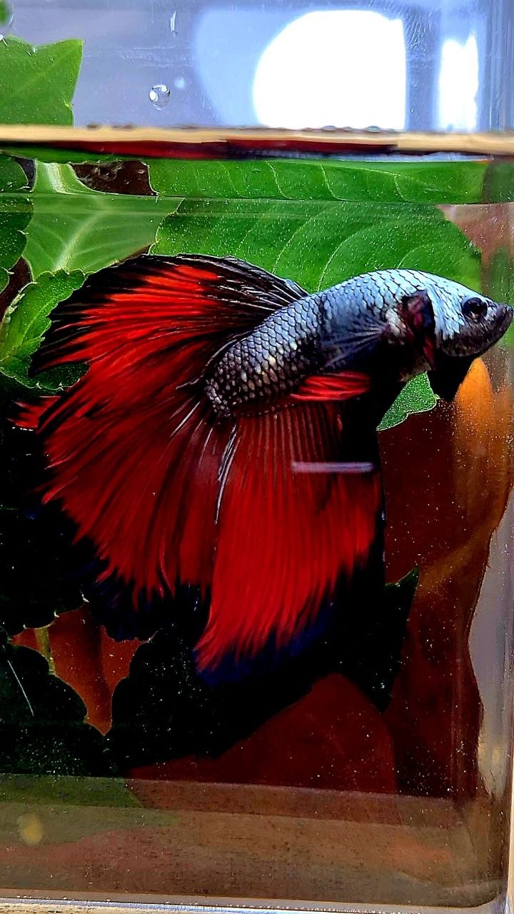 HALFMOON COPPER RED VAMPIRE BETTA FISH