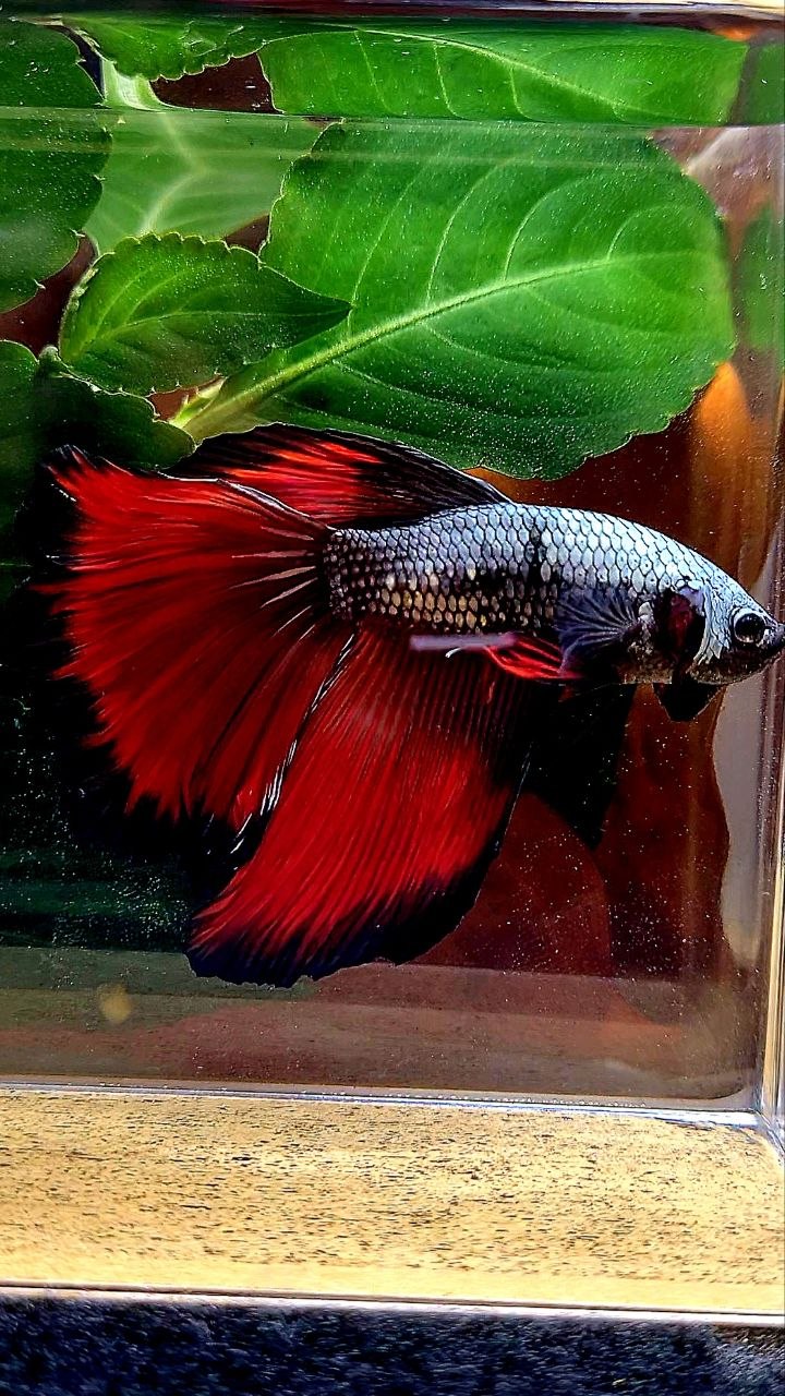 HALFMOON COPPER RED VAMPIRE BETTA FISH