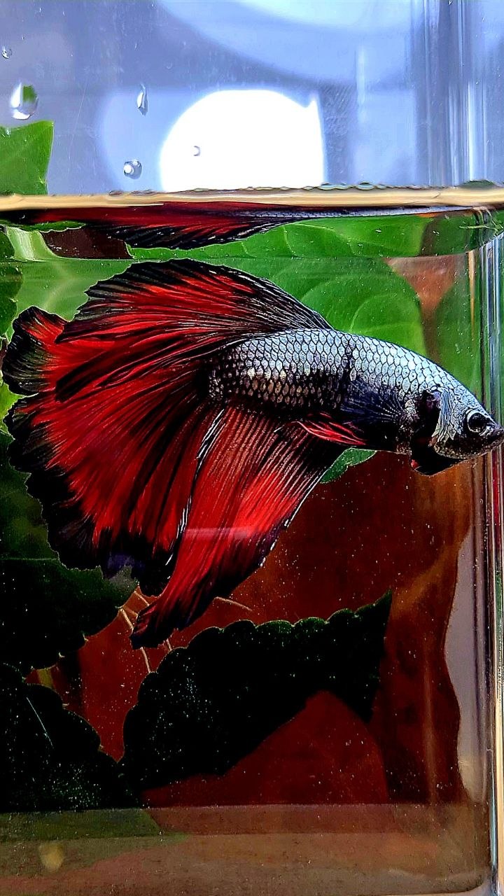 HALFMOON COPPER RED VAMPIRE BETTA FISH