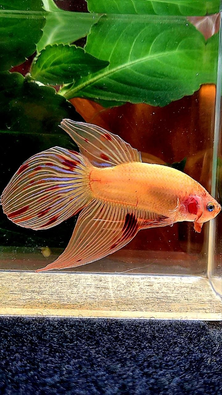 VEILTAIL ARMAGEDDON BETTA FISH