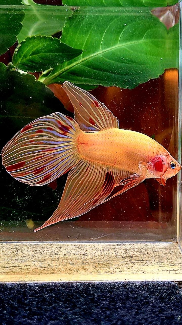 VEILTAIL ARMAGEDDON BETTA FISH