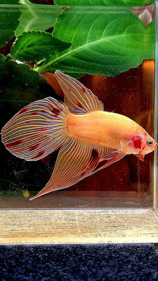 VEILTAIL ARMAGEDDON BETTA FISH