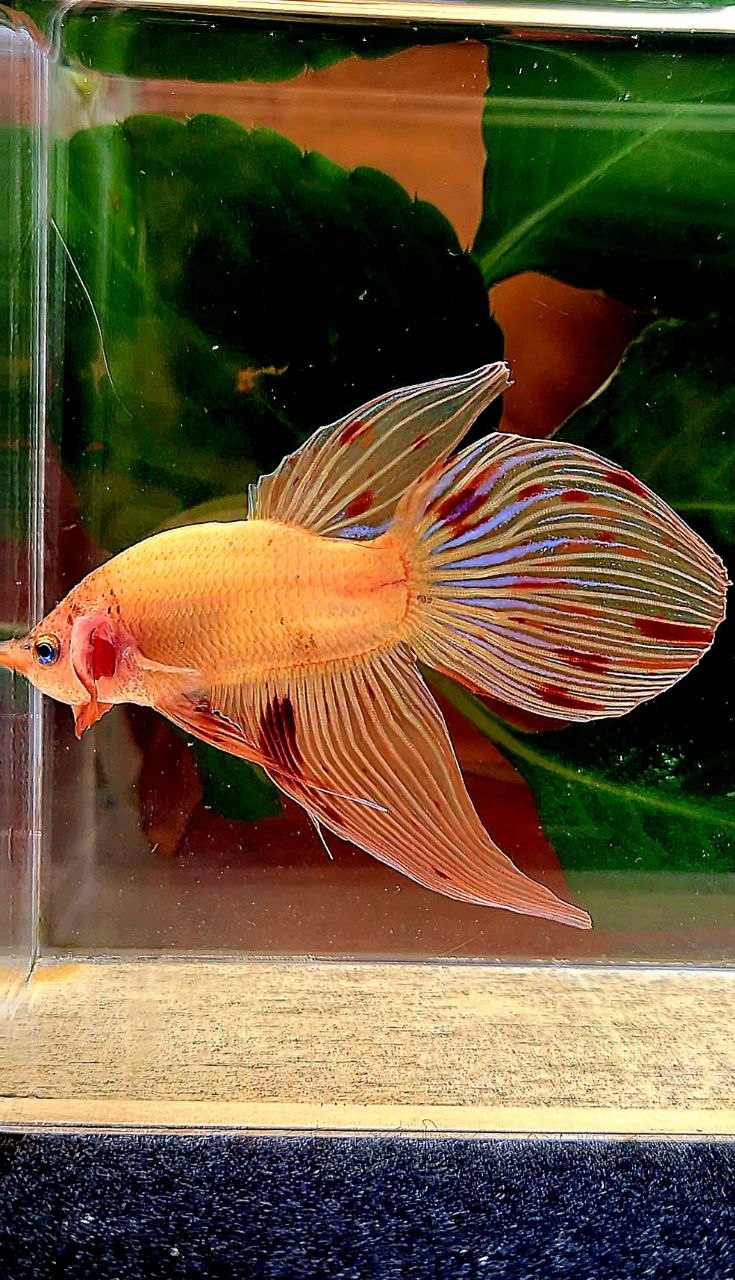 VEILTAIL ARMAGEDDON BETTA FISH