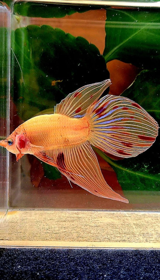 VEILTAIL ARMAGEDDON BETTA FISH