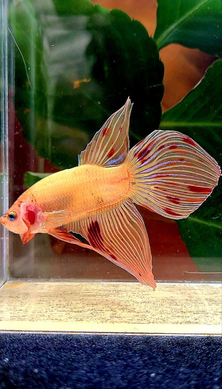 VEILTAIL ARMAGEDDON BETTA FISH