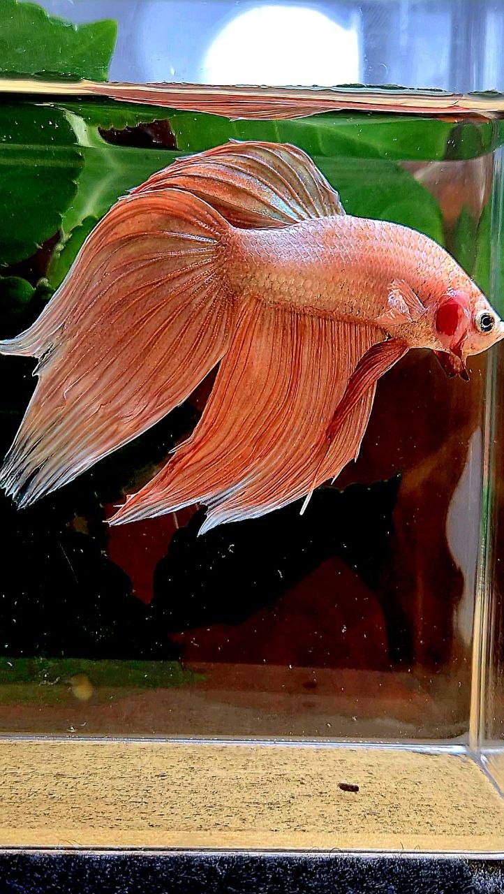 VEILTAIL ORANGE GOLD BETTA FISH