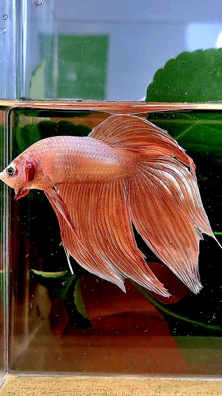 VEILTAIL ORANGE GOLD BETTA FISH