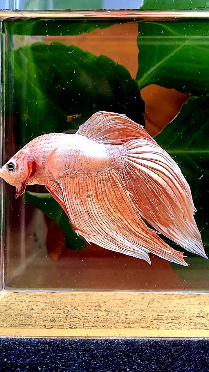 VEILTAIL ORANGE GOLD BETTA FISH