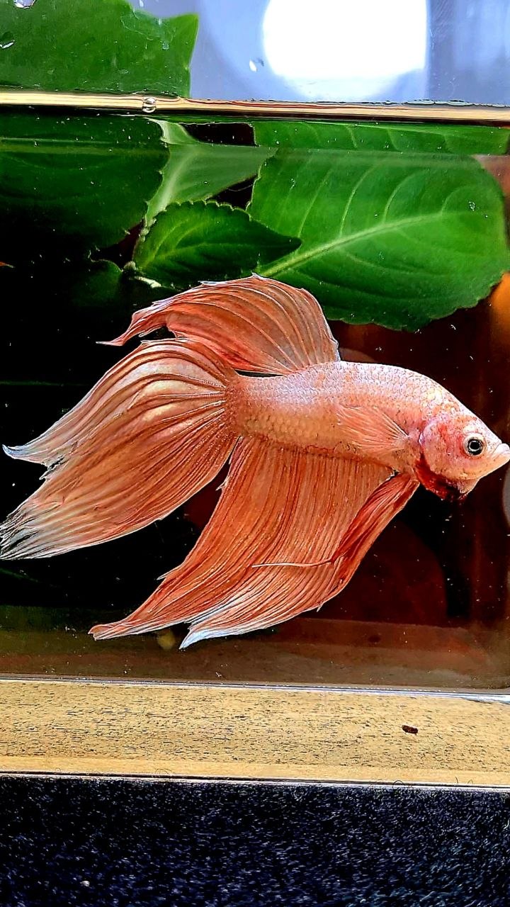 VEILTAIL ORANGE GOLD BETTA FISH
