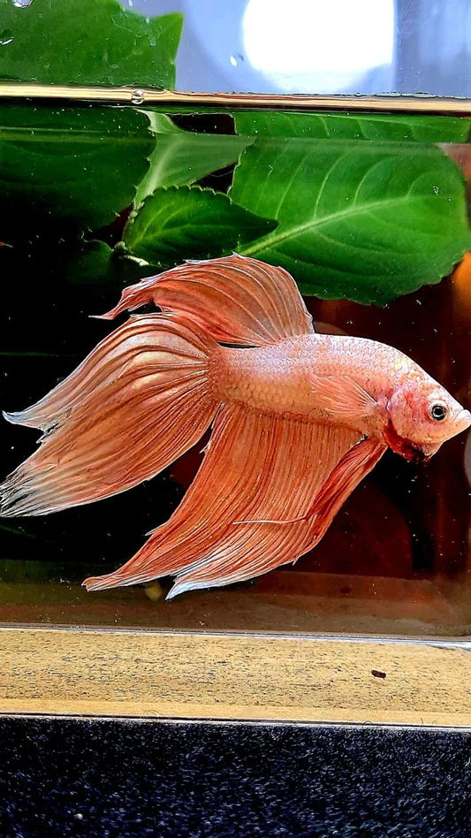 VEILTAIL ORANGE GOLD BETTA FISH