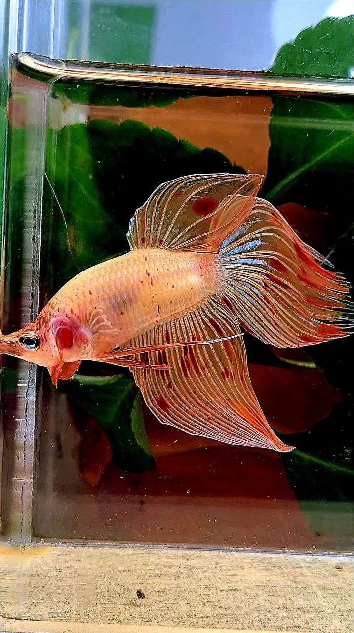 VEILTAIL ARMAGEDDON BETTA FISH
