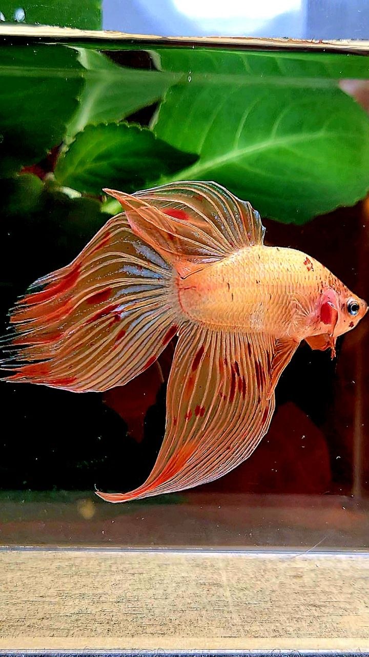 VEILTAIL ARMAGEDDON BETTA FISH