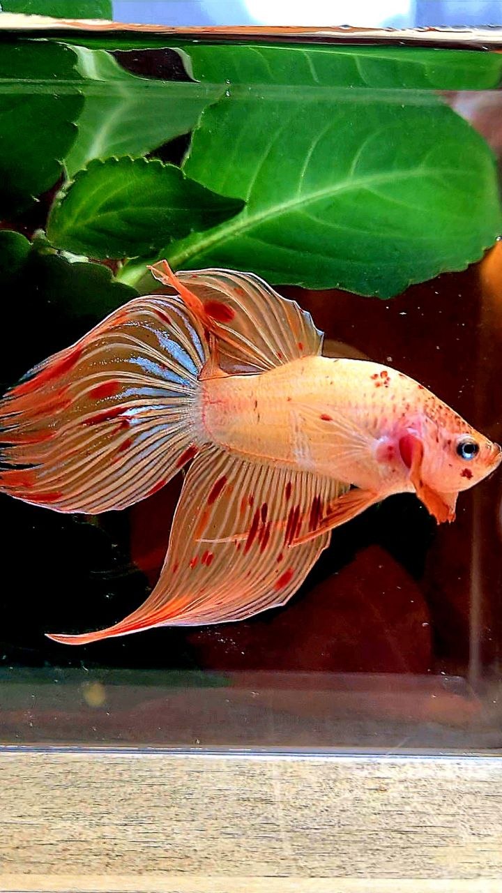 VEILTAIL ARMAGEDDON BETTA FISH