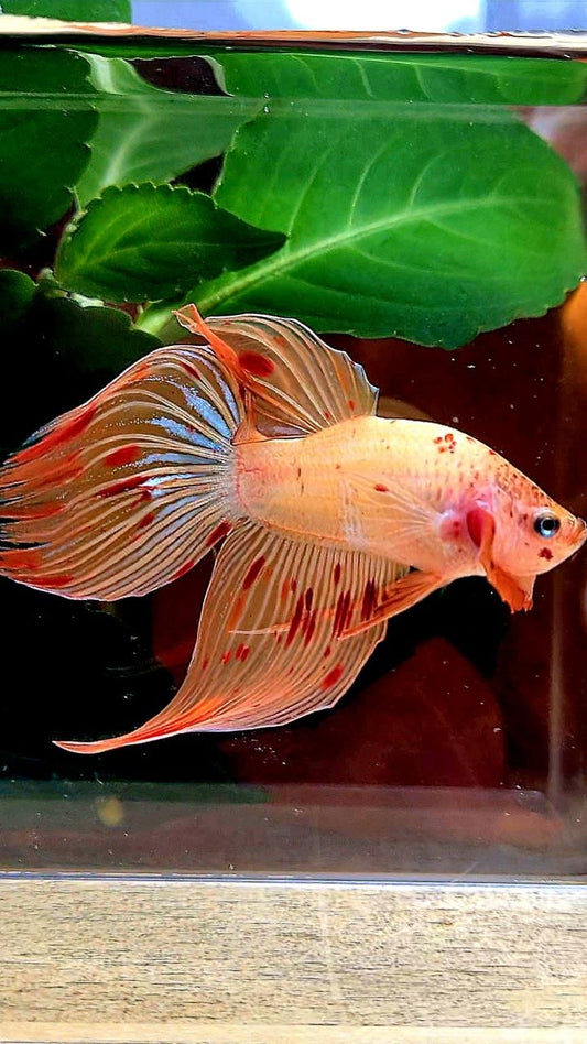 VEILTAIL ARMAGEDDON BETTA FISH