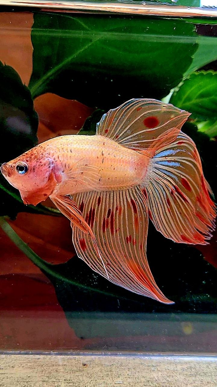 VEILTAIL ARMAGEDDON BETTA FISH