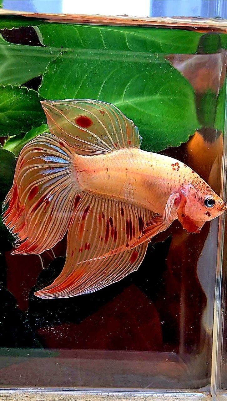 VEILTAIL ARMAGEDDON BETTA FISH