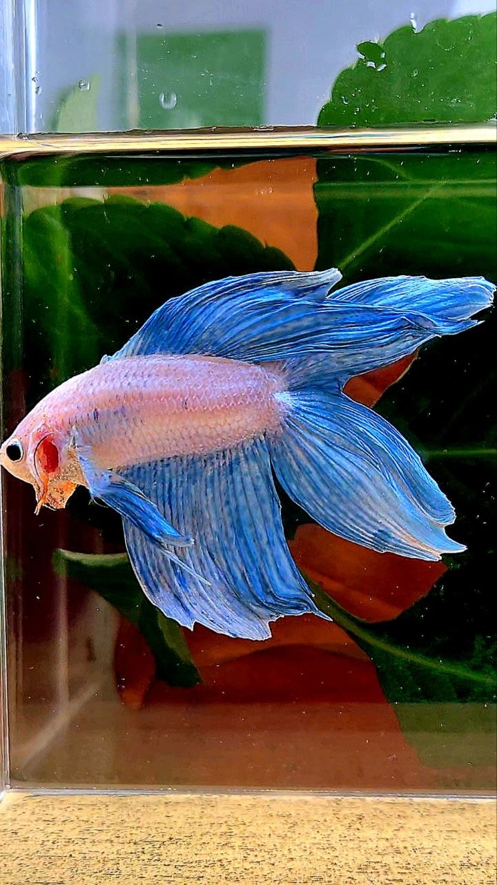 VEILTAIL DOUBLE TAIL BLUE GRIZZLE BETTA FISH