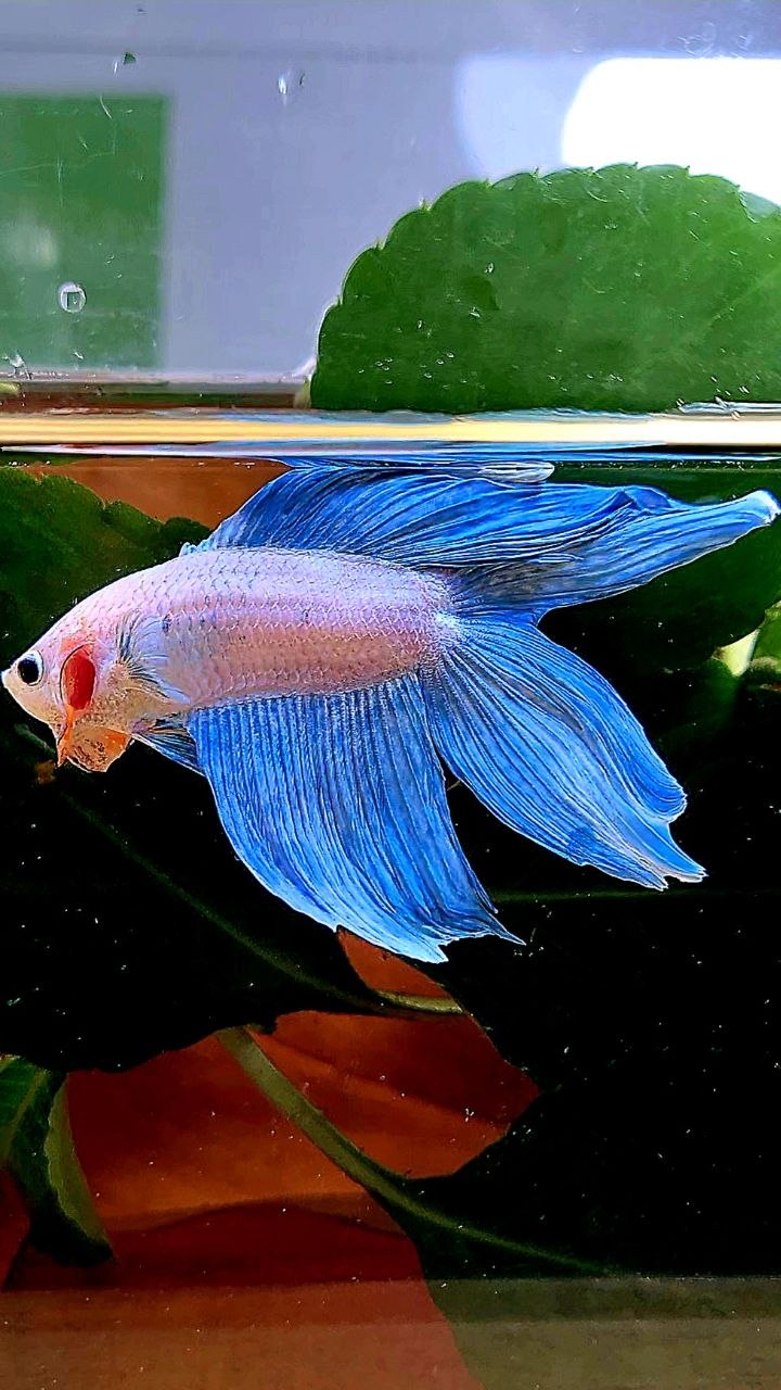 VEILTAIL DOUBLE TAIL BLUE GRIZZLE BETTA FISH