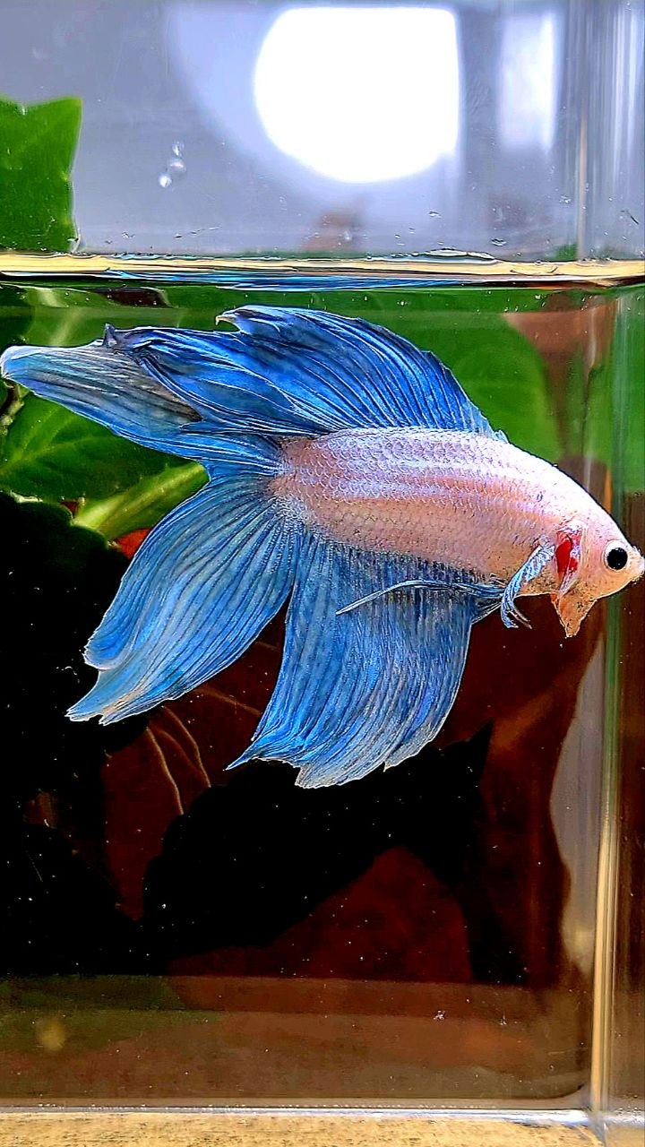 VEILTAIL DOUBLE TAIL BLUE GRIZZLE BETTA FISH