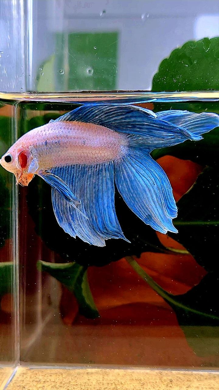 VEILTAIL DOUBLE TAIL BLUE GRIZZLE BETTA FISH