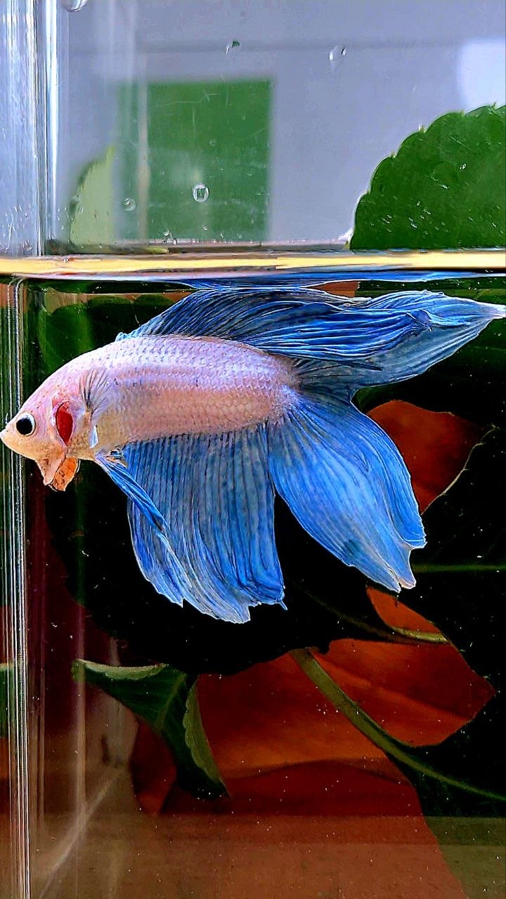 VEILTAIL DOUBLE TAIL BLUE GRIZZLE BETTA FISH