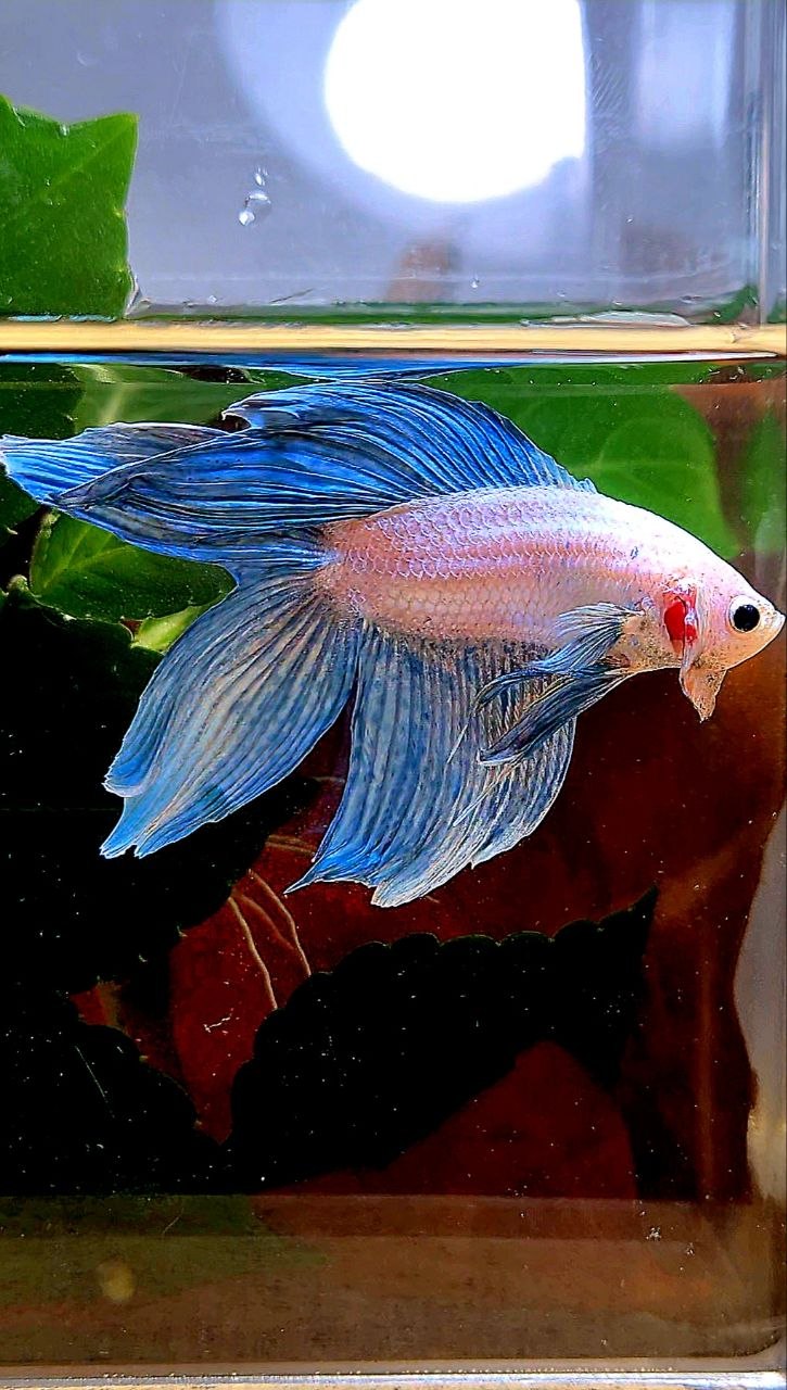 VEILTAIL DOUBLE TAIL BLUE GRIZZLE BETTA FISH