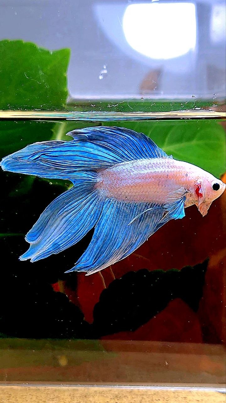 VEILTAIL DOUBLE TAIL BLUE GRIZZLE BETTA FISH
