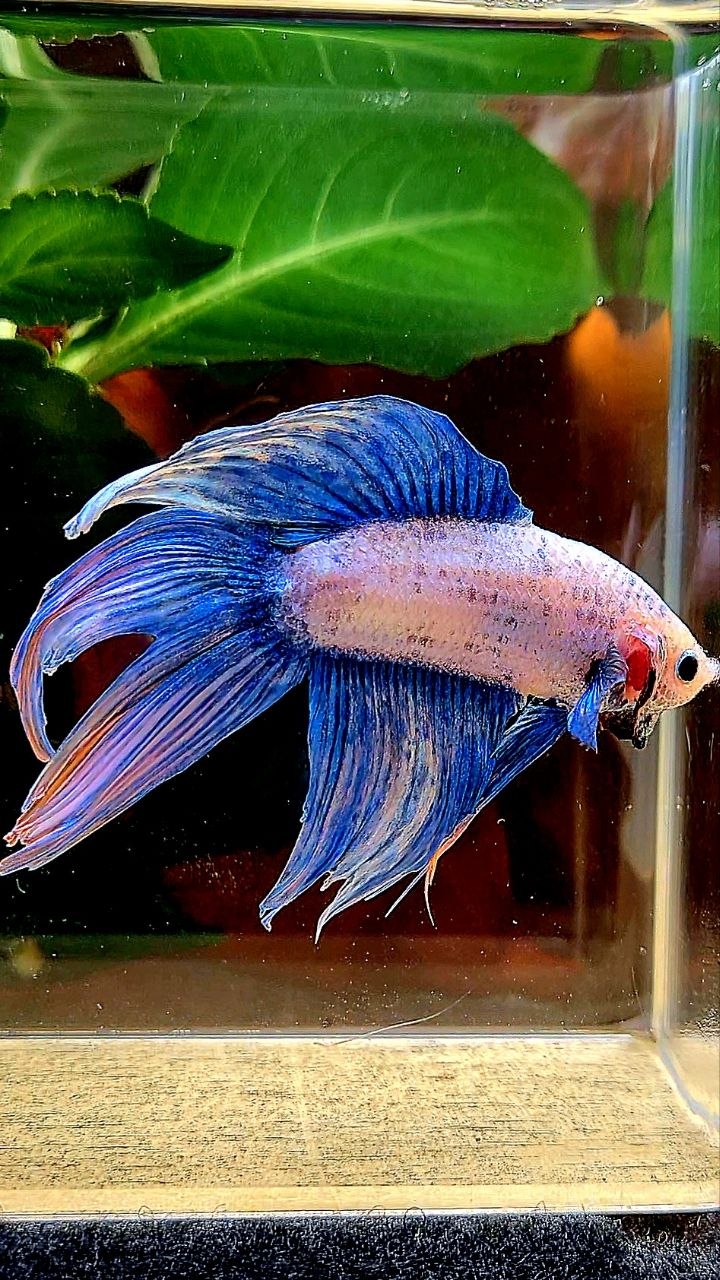 VEILTAIL BLUE MASCOT ORANGE BETTA FISH