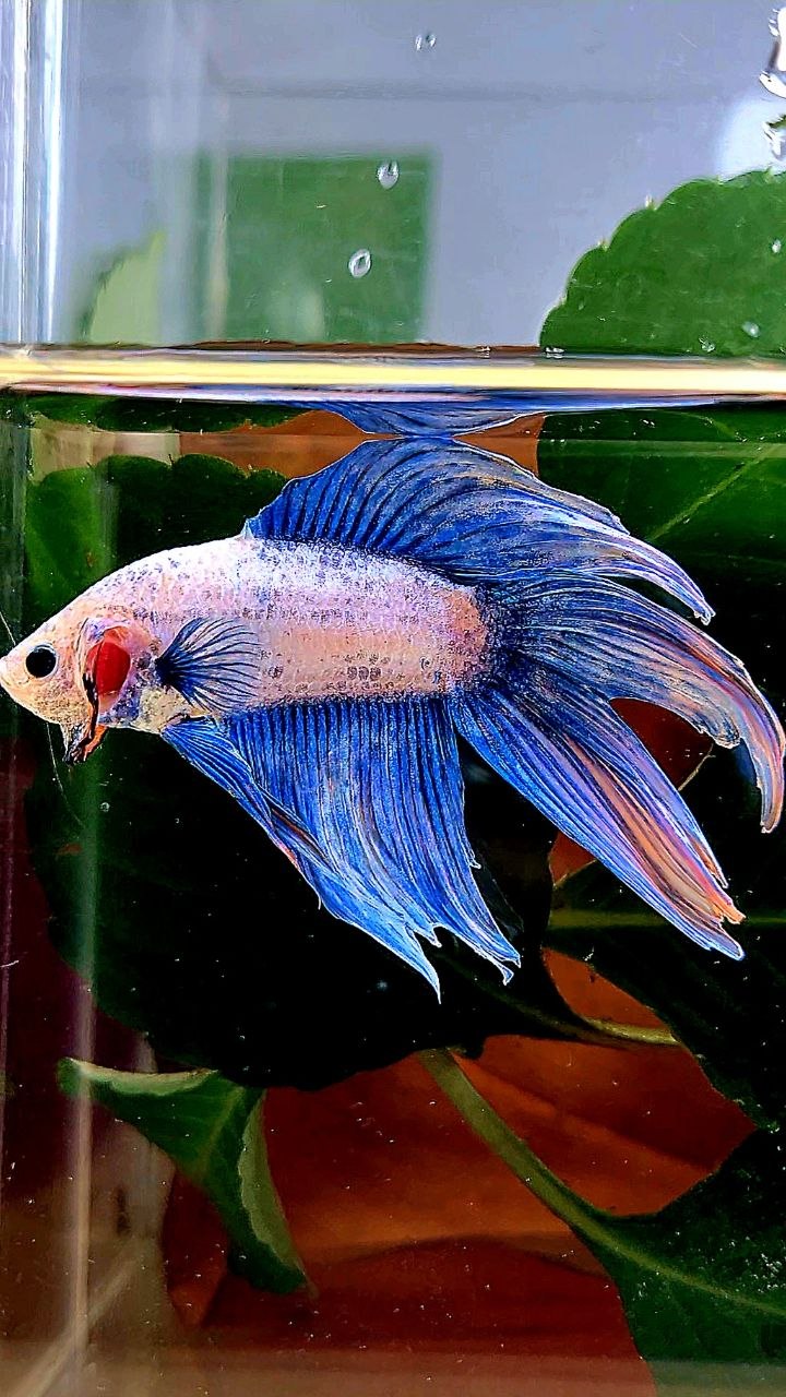 VEILTAIL BLUE MASCOT ORANGE BETTA FISH