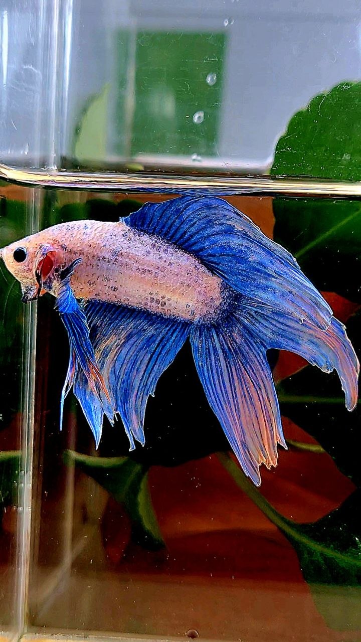 VEILTAIL BLUE MASCOT ORANGE BETTA FISH