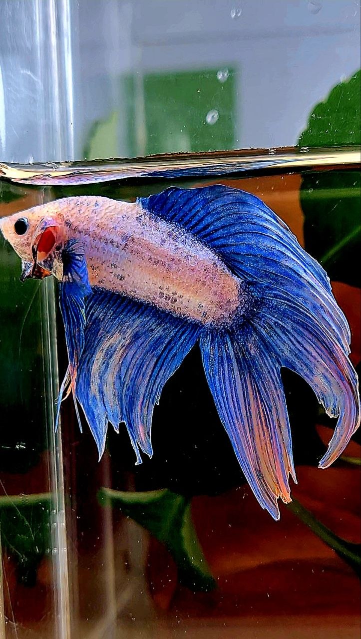 VEILTAIL BLUE MASCOT ORANGE BETTA FISH