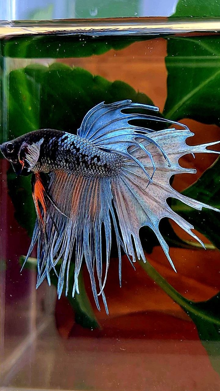 CROWNTAIL BLACK GALAXY COPPER AVATAR BETTA FISH