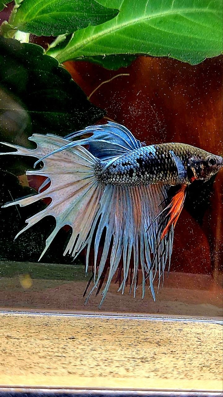 CROWNTAIL BLACK GALAXY COPPER AVATAR BETTA FISH