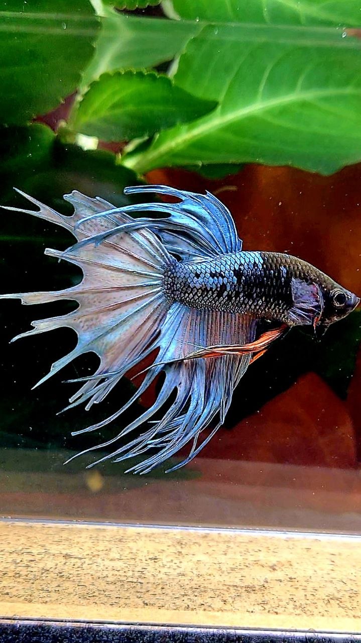 CROWNTAIL BLACK GALAXY COPPER AVATAR BETTA FISH