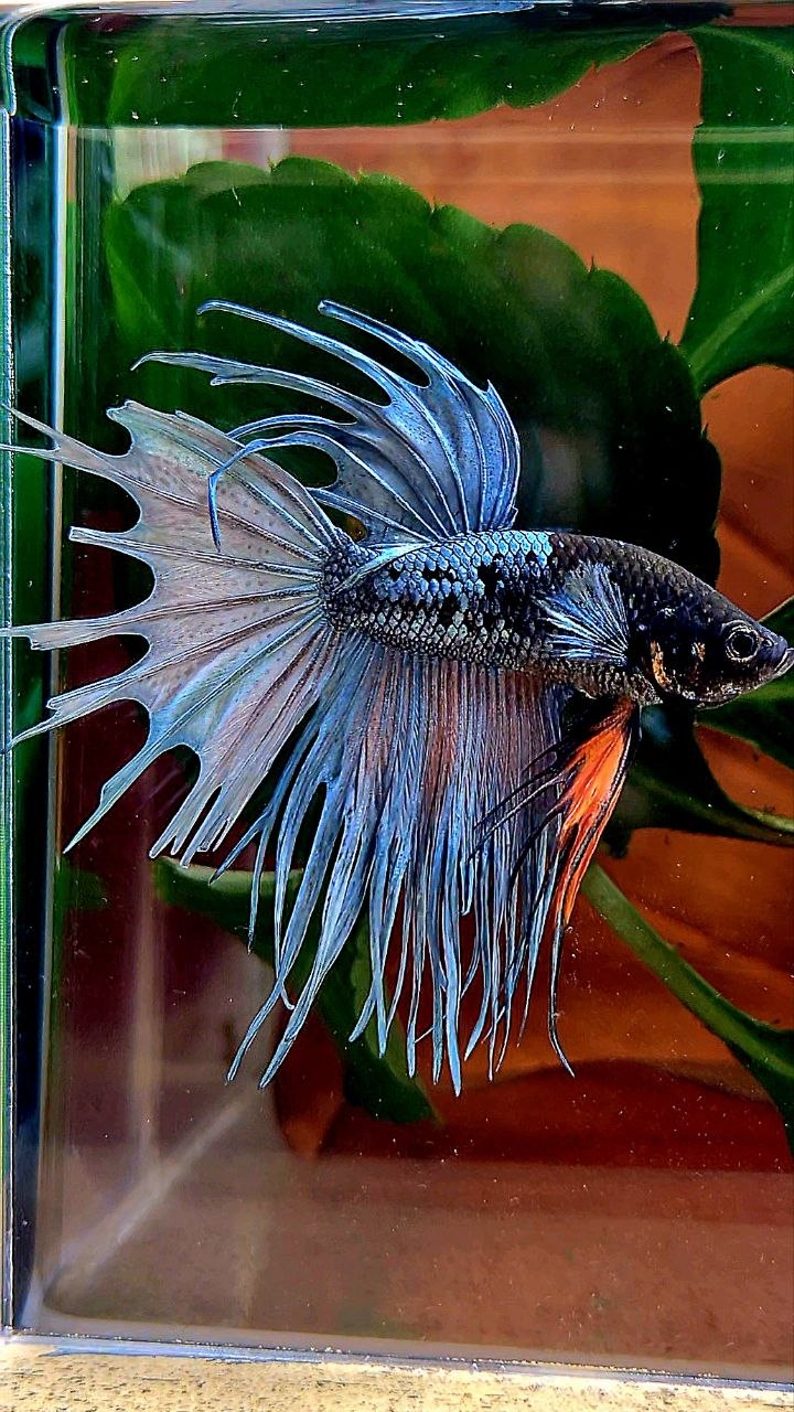 CROWNTAIL BLACK GALAXY COPPER AVATAR BETTA FISH