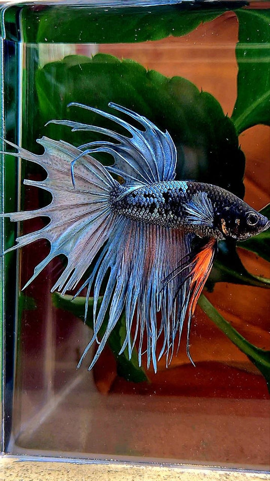 CROWNTAIL BLACK GALAXY COPPER AVATAR BETTA FISH