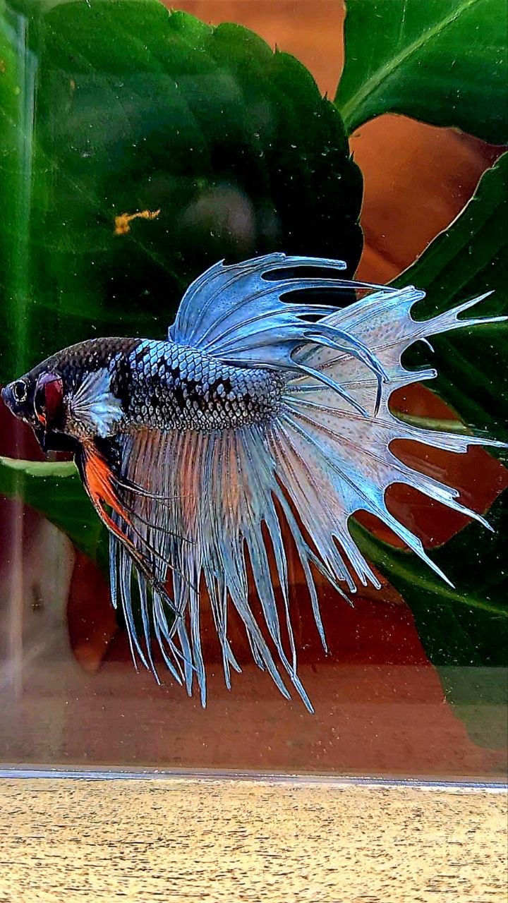 CROWNTAIL BLACK GALAXY COPPER AVATAR BETTA FISH