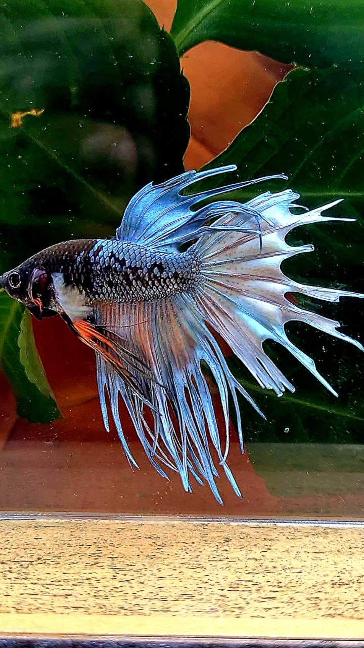CROWNTAIL BLACK GALAXY COPPER AVATAR BETTA FISH