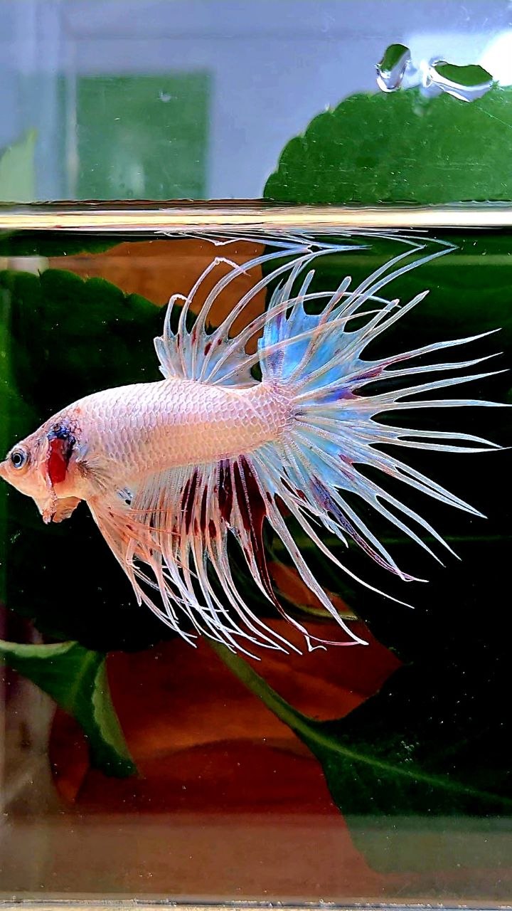 CROWNTAIL ARMAGEDDON BETTA FISH
