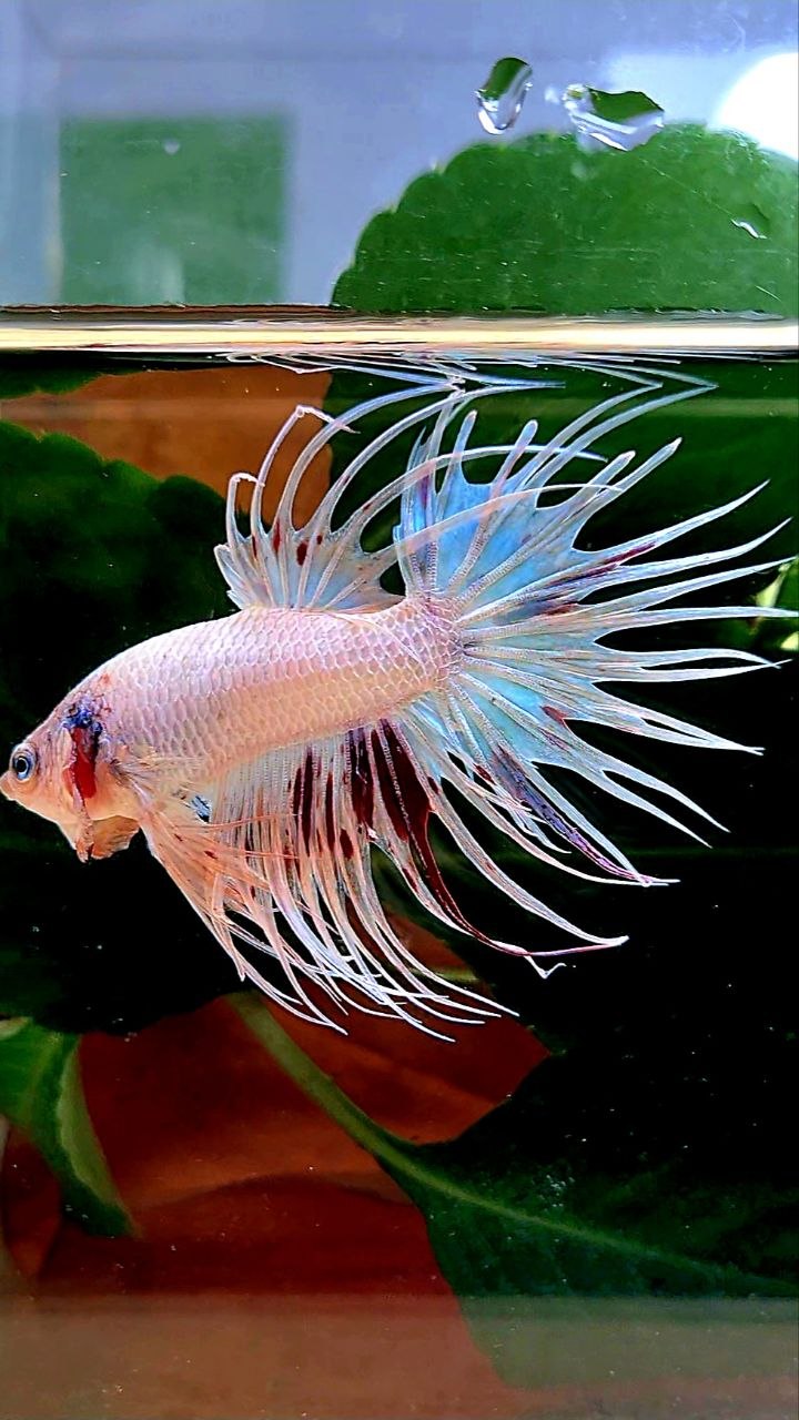 CROWNTAIL ARMAGEDDON BETTA FISH