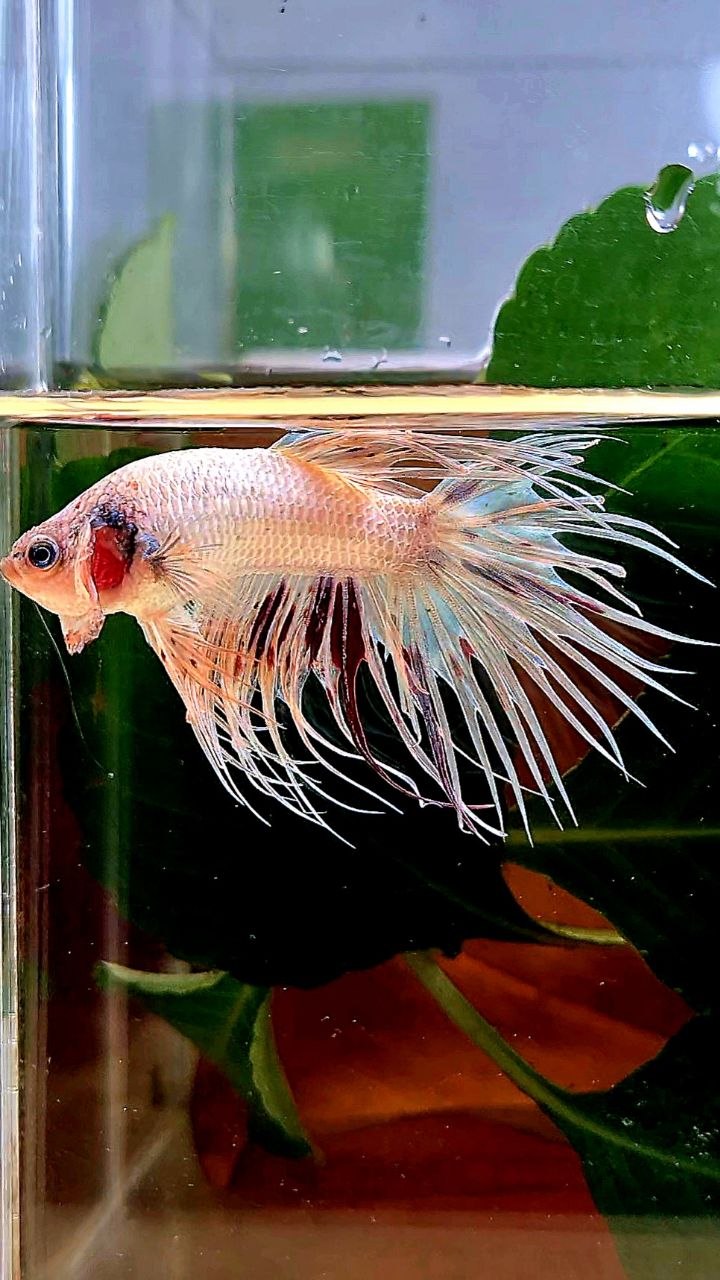 CROWNTAIL ARMAGEDDON BETTA FISH