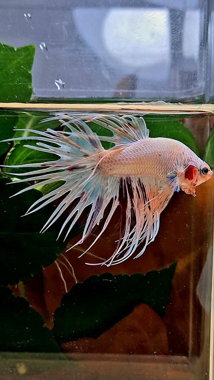 CROWNTAIL ARMAGEDDON BETTA FISH