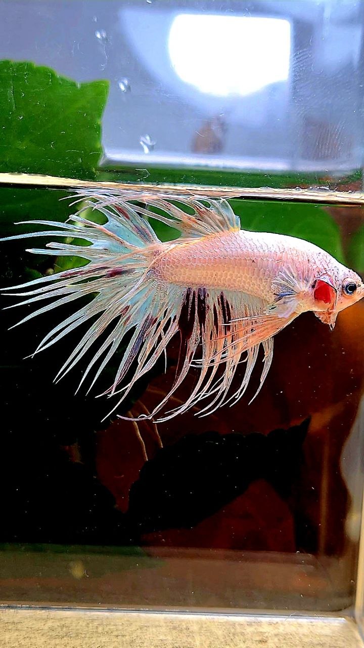 CROWNTAIL ARMAGEDDON BETTA FISH