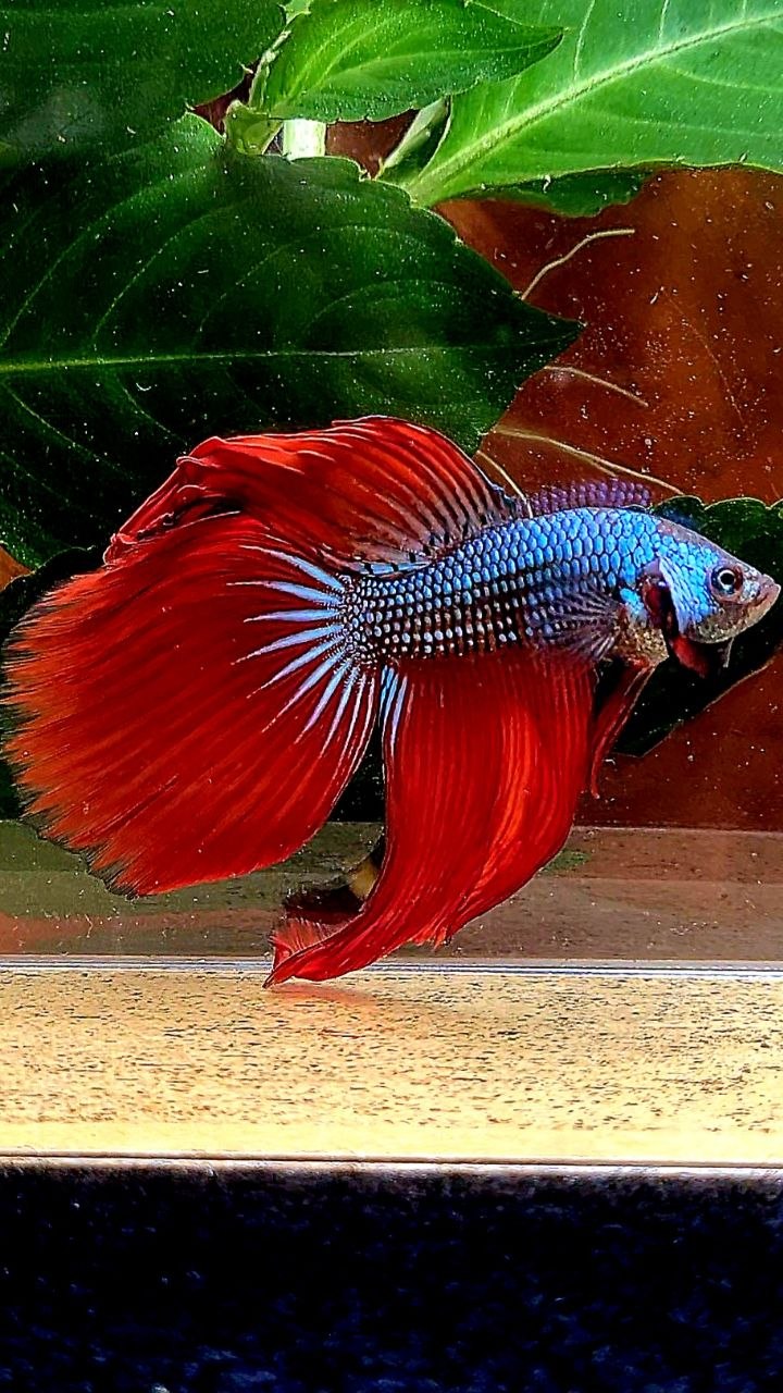 HALFMOON RED IMBELIS HYBRID WILD BETTA FISH