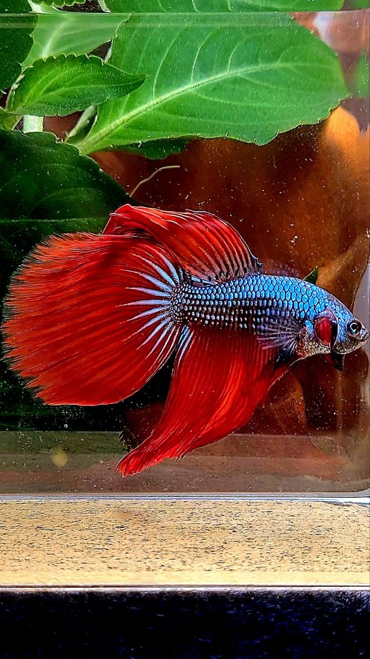 HALFMOON RED IMBELIS HYBRID WILD BETTA FISH