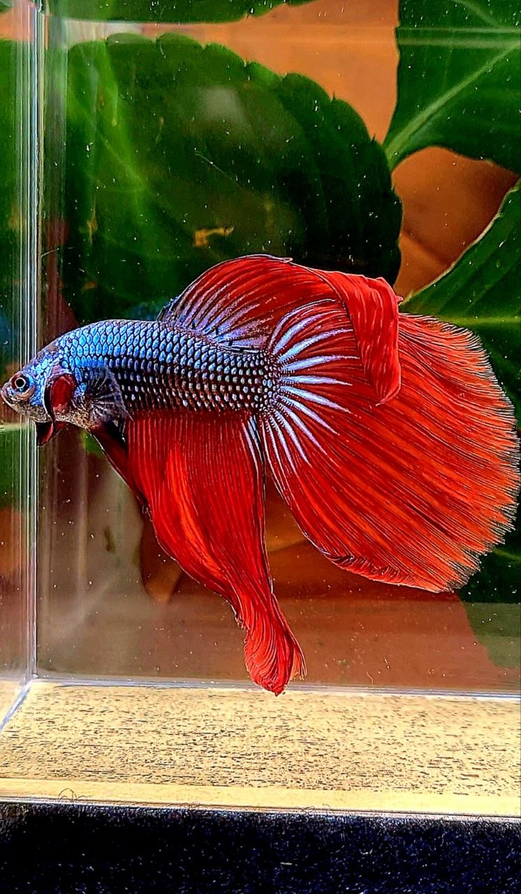 HALFMOON RED IMBELIS HYBRID WILD BETTA FISH