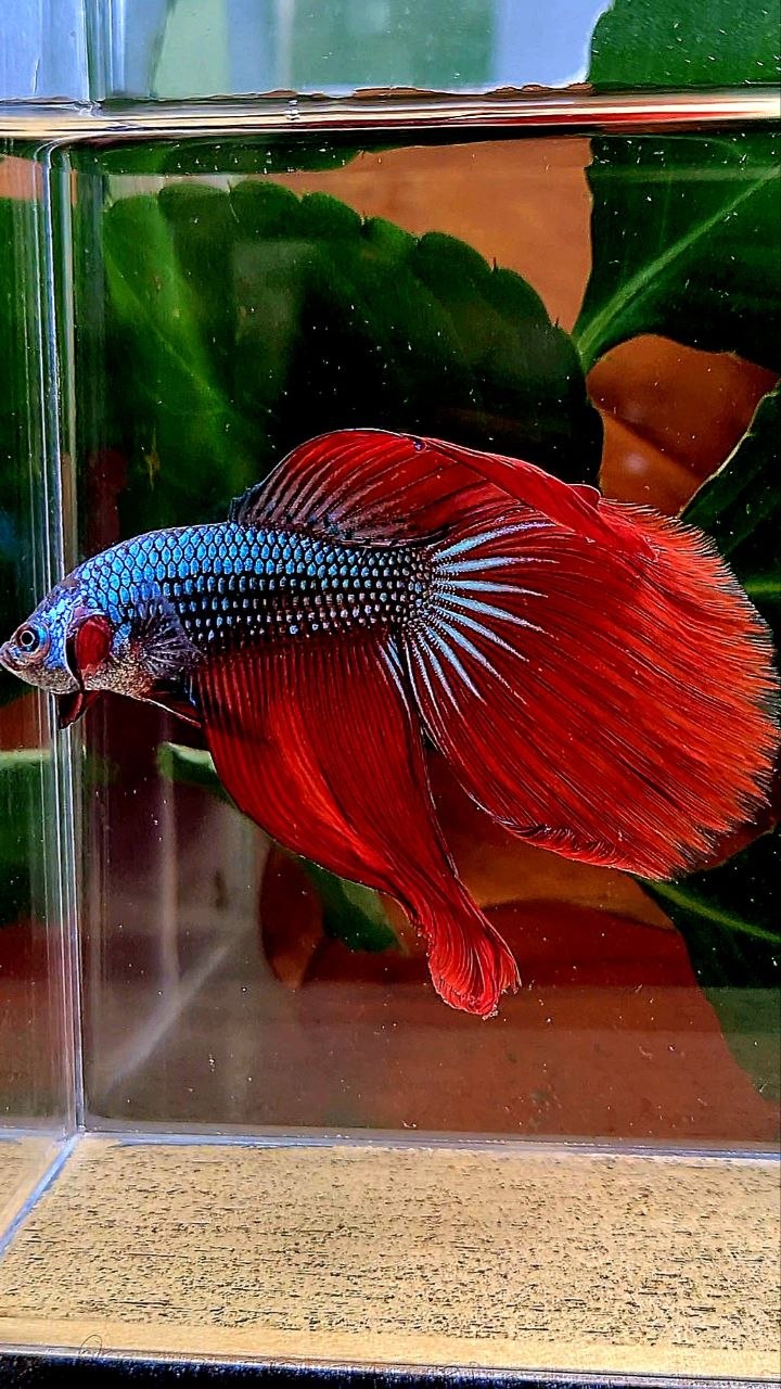 HALFMOON RED IMBELIS HYBRID WILD BETTA FISH