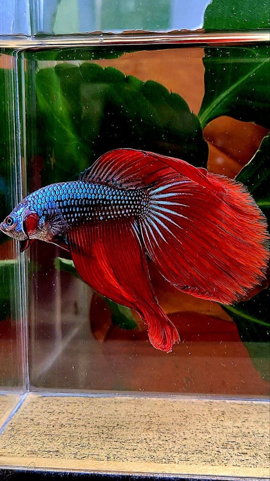 HALFMOON RED IMBELIS HYBRID WILD BETTA FISH